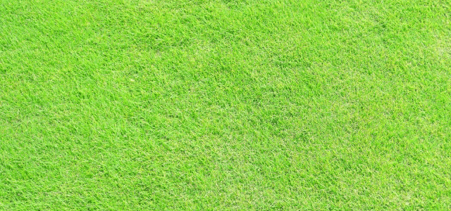 人工芝の質が良い